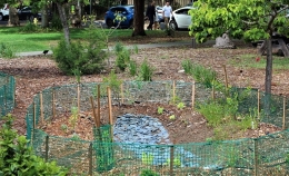 Photo of rock bed in new Pollinator Garden surrounded by green plastic fencing, small trees, scrubs and brown tree bark on ֱ campus with people walking on Acacia Street sidewalk in the background